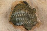 Pseudocryphaeus (Cryphina) Trilobite - Lghaft, Morocco #368583-1